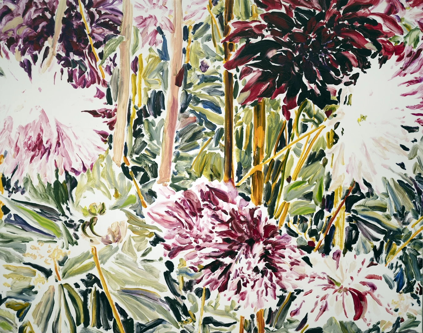 Sept Dahlias Roses Et Rouges